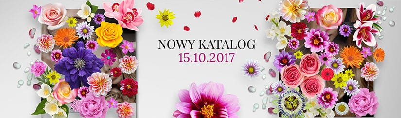 codzienne-nowa-promocja-para